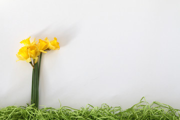 Daffodils on white minimalistic background - 213304745
