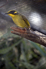 yellow tufted honey eater