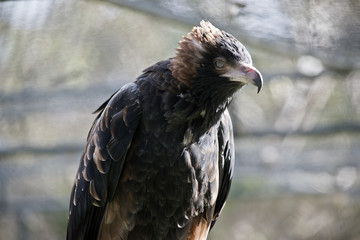 Black breasted buzzard