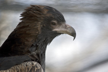 Black breasted buzzard