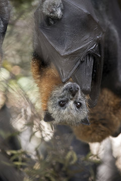 an Australian fruit bat