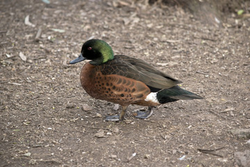 chestnut duck