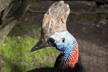 a southern cassowary