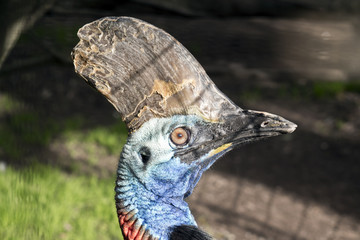 a southern cassowary