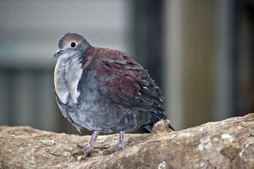 pigeon