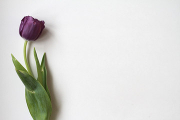Purple Tulip on White Background - 213305945