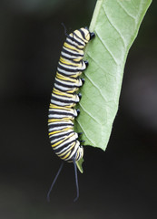 Black, yellow, and white striped monarch butterfly caterpillar is nibbling on a green leaf against a black background.