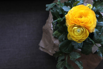 Yellow Flower with Gray Background - 213306114