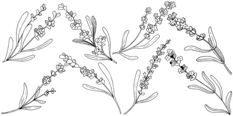Fototapeta premium Flower lavender in a vector style isolated. Full name of the plant: lavender. Vector flower for background, texture, wrapper pattern, frame or border.