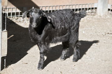 a young kid