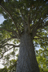 New Zealand Tree Trunk