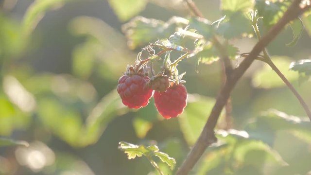 Raspberry on branch in garden. Large juicy ripe raspberries on branches, sunny summer day. Close up view of a ripe red raspberry fruit.