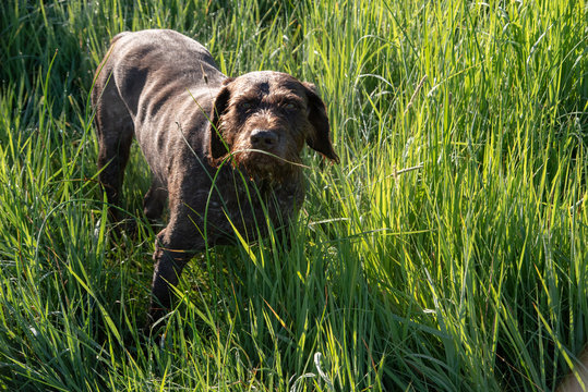 Wirehair in the grass