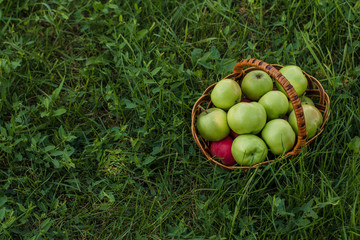 Picking apples in the garden