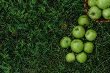 Picking apples in the garden