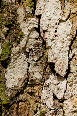Texture on bark of tree