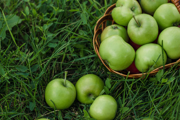 A lot of apples in a wicker basket on the grass in a green garden. Nature background. Wallpaper. On a sunny day. Close-up