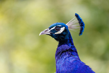Naklejka premium wild Peacock bird