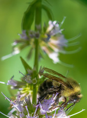 : Yellow and Brown Hues on a Close Up of a Bumble Bee