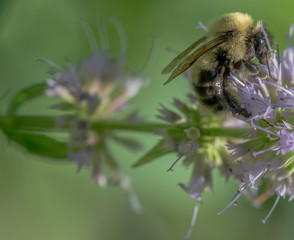 Yellow and Brown Hues on a Close Up of a Bumble Bee 