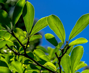 Deep Green Leaves Back Lit by the Sun Against  a Deep Blue Sky