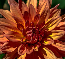 Deep Orange and Yellow Petals on a Close Up of a Dahlia in a Garden Setting
