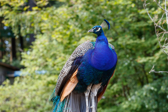 wild Peacock bird