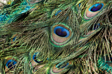 colorful Peacock feathers