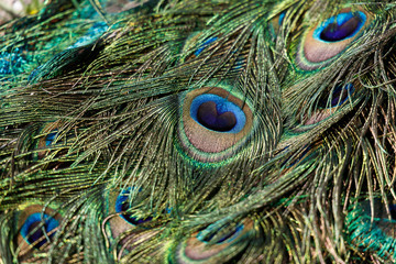 Fototapeta premium colorful Peacock feathers