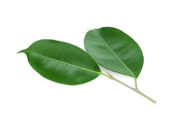 green leaf isolated on white background