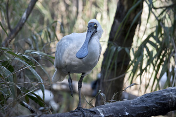 royal spoonbill