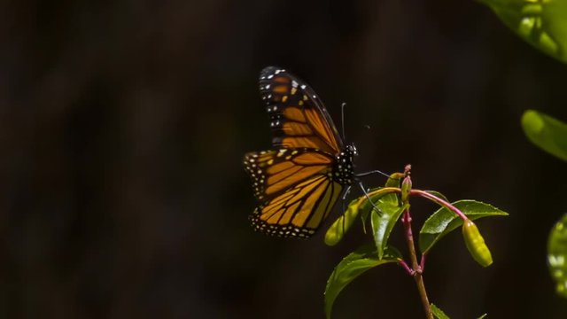 Monarch Butterfly Lifts From Branch Slow Motion 1500fps