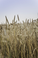 A picture of what plants