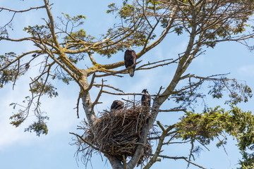 bald eagle and eaglet