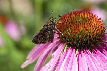 Skipper on Echinacea