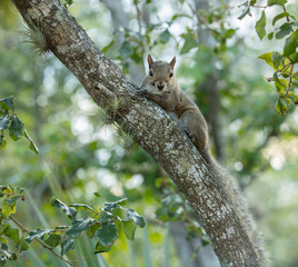 red squirrel has spotted you from the tree top