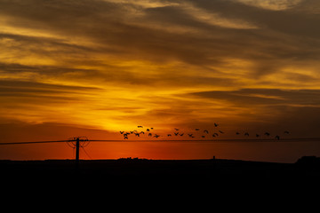 Por do sol com sinueta de passaros e cabo de energia