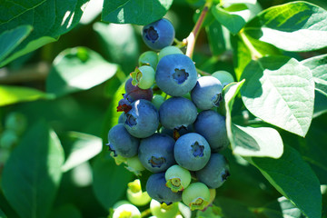 close up on fresh blueberry on the tree