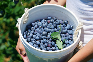 woman holding fresh picked blueberry in the container