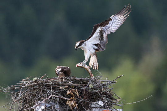 Osprey Feeding Chick in nest