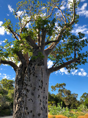 Wounds of big old Baobab, Boab Tree with rough patch from tissue damage at Kings Park, Perth