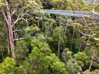 View of Tree Top Walk at Valley of the GIANTS at Walpole-Nornalup National Park, Western Australia.