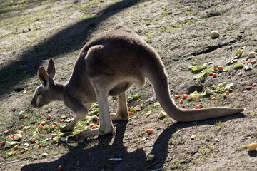 red kangaroo