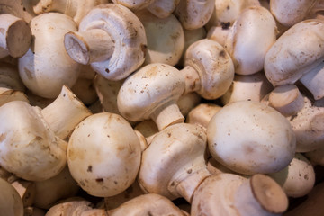 Fresh white mushroom