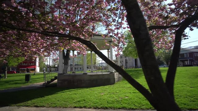 Steadicam orbit around a gazebo on a fresh spring morning with trees in full pink blossom.