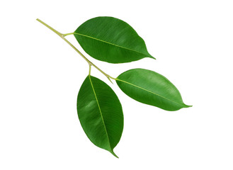 green leaf isolated on white background