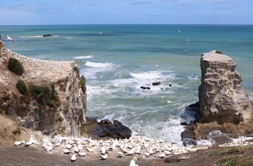 ムリワイビーチとカツオドリ