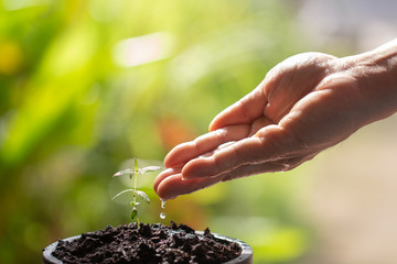 Hand watering to small cannabis plant in the morning Young marijuana plant growing in the morning...