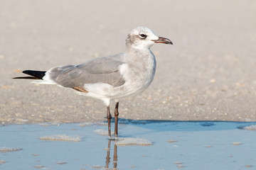 Seagull (Leucophaeus atricilla), on a beach at the shore in Florida