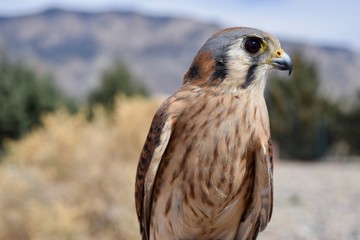 Female American Kestrel